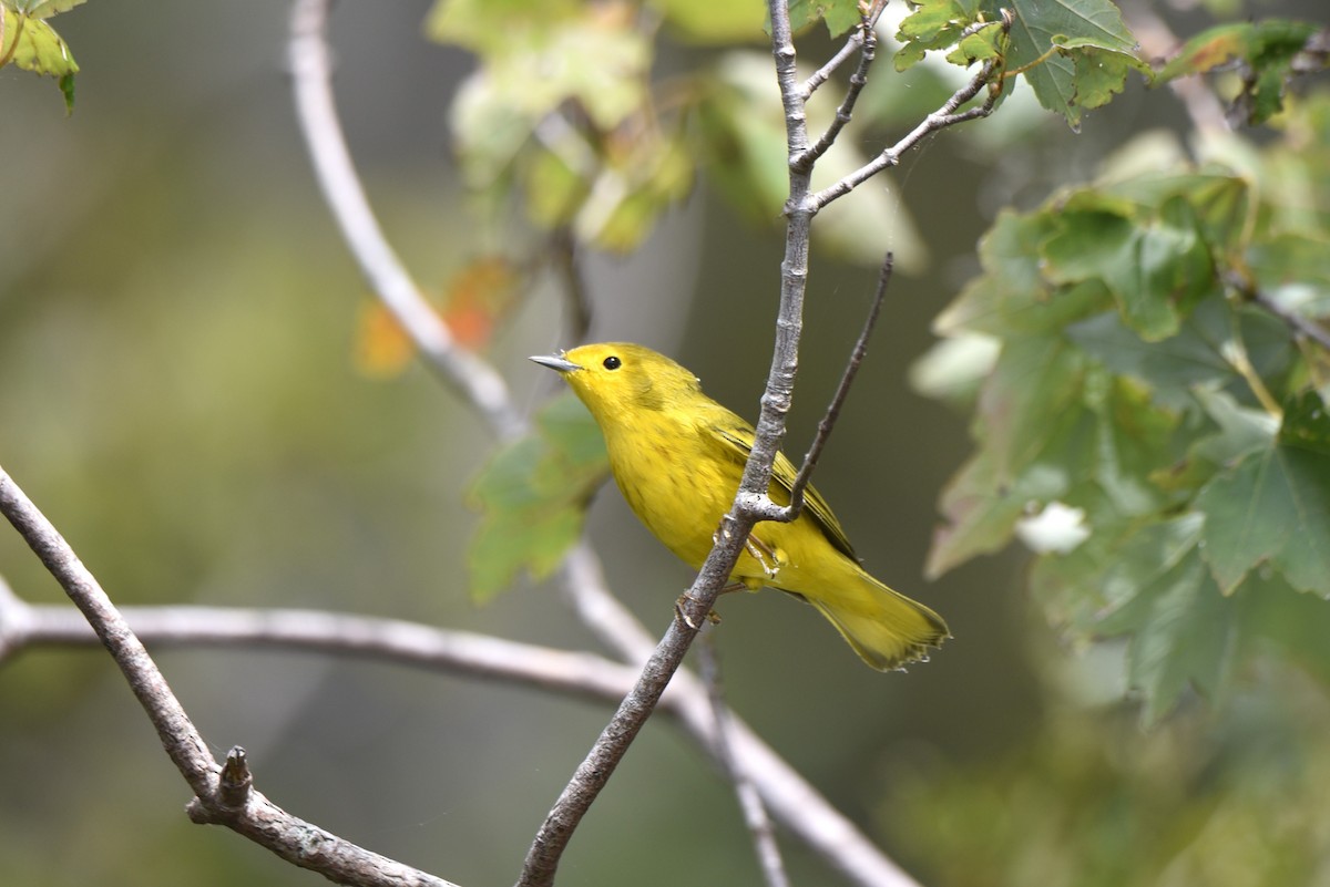 Yellow Warbler (Northern) - ML610375722