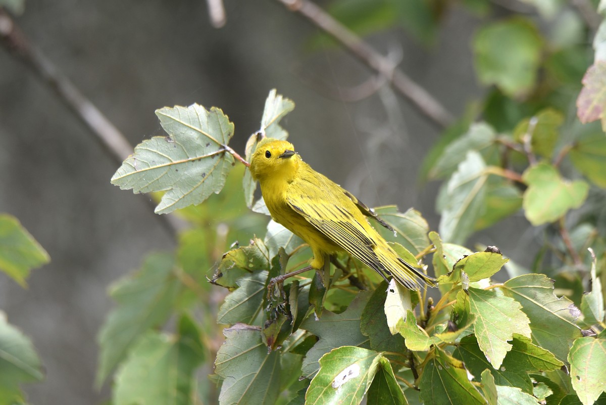 Yellow Warbler (Northern) - ML610375725