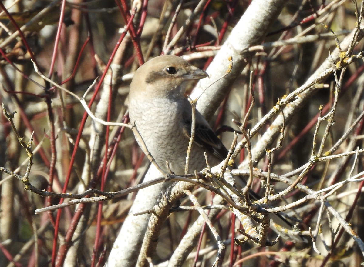 Northern Shrike - Krista Kaptein