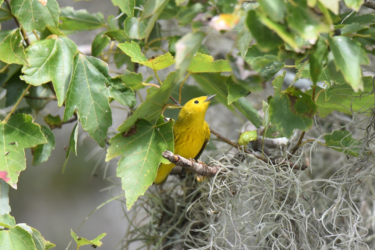 Yellow Warbler (Northern) - ML610375732