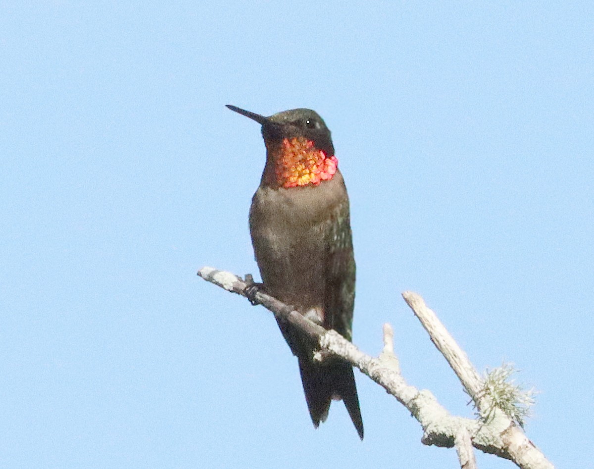 Ruby-throated Hummingbird - ML610375765