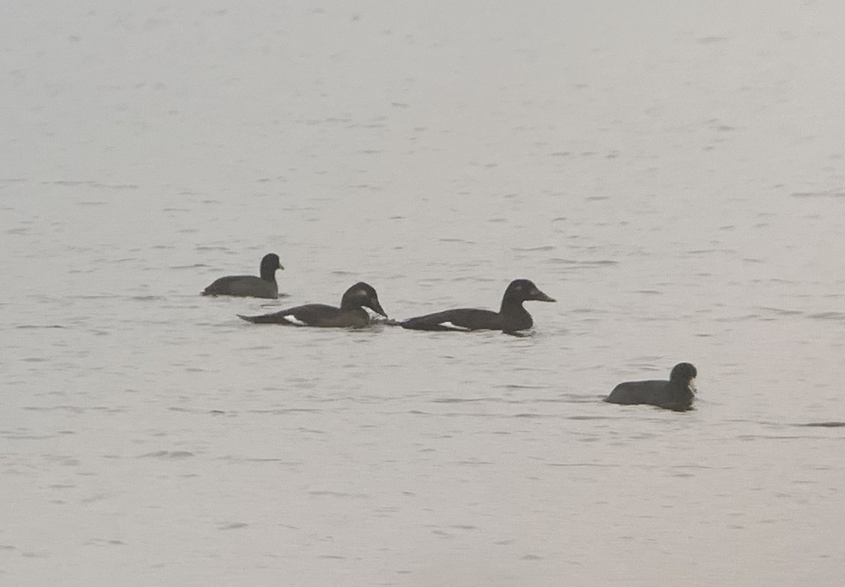 White-winged Scoter - ML610375775