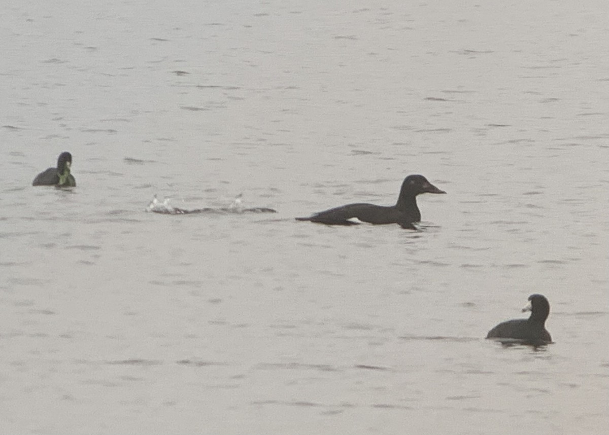 White-winged Scoter - ML610375777