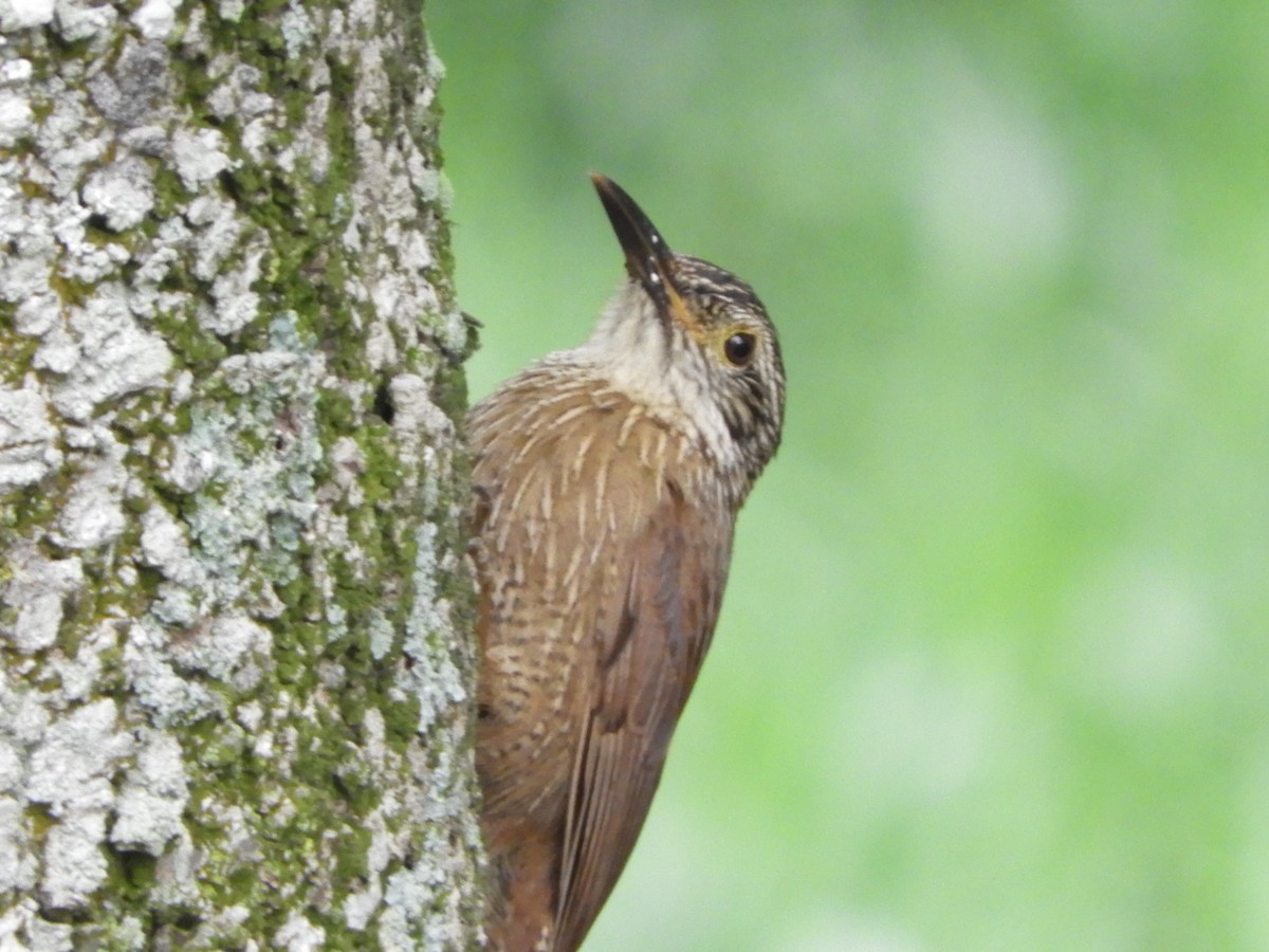 Planalto Woodcreeper - ML610375818