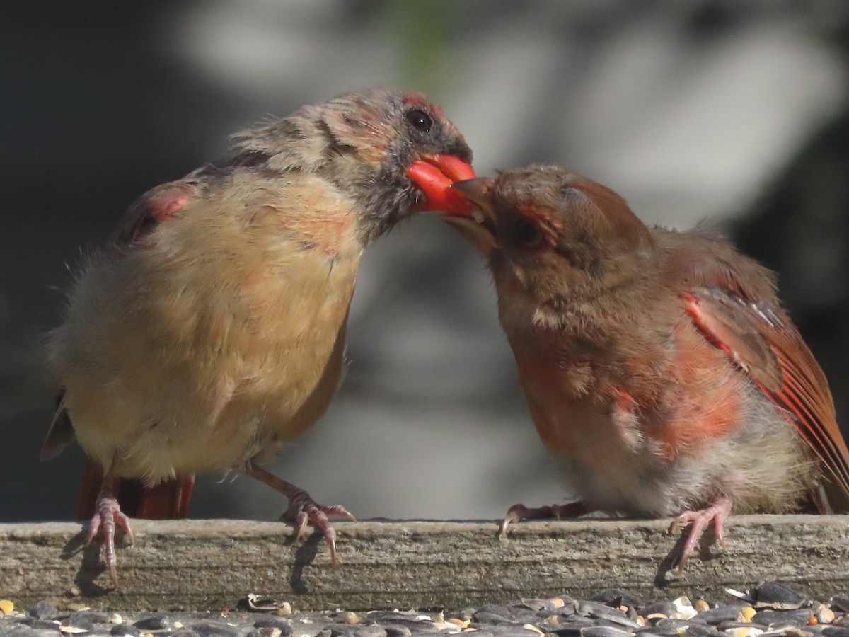 Cardinal rouge - ML610375849