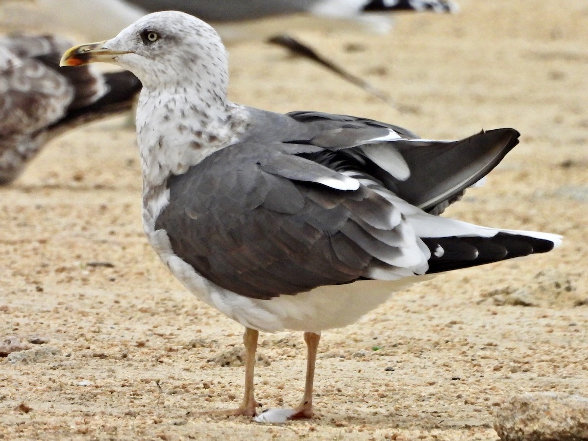 Lesser Black-backed Gull - ML610375908