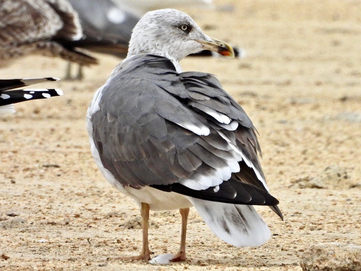 Lesser Black-backed Gull - ML610375909