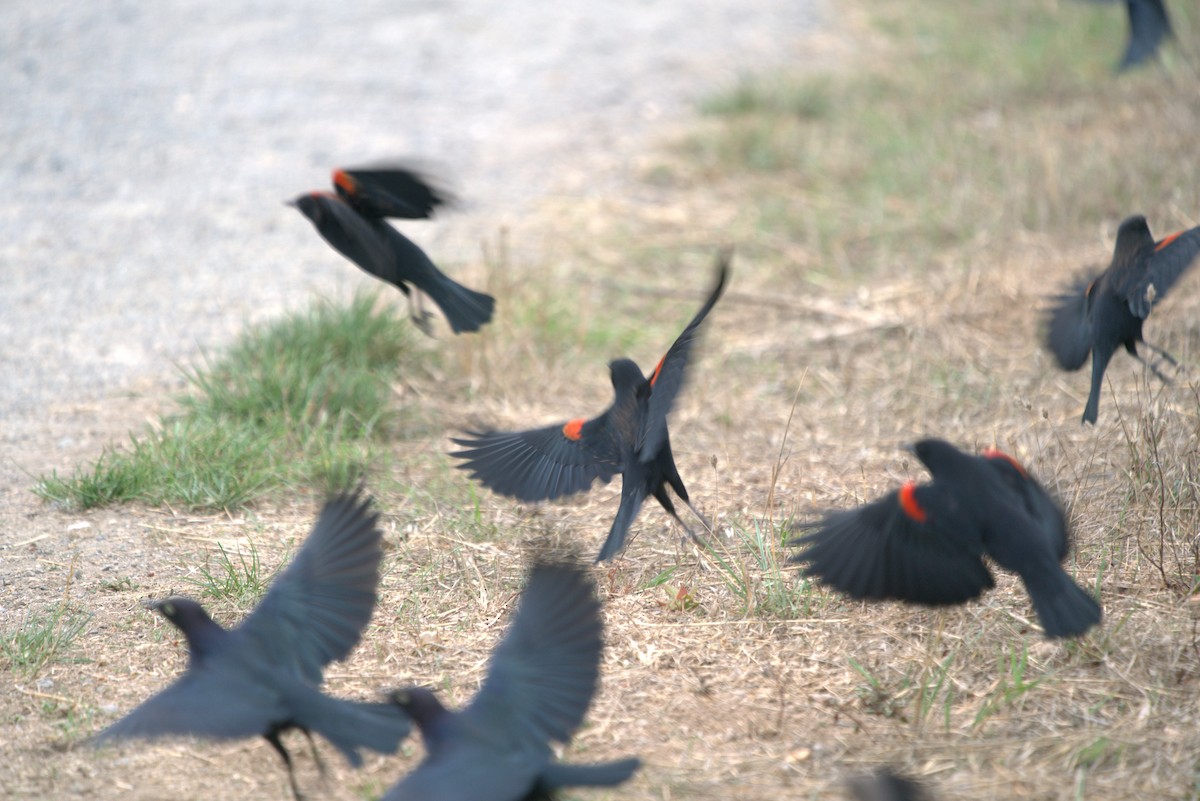 Red-winged Blackbird - Daniel Traub