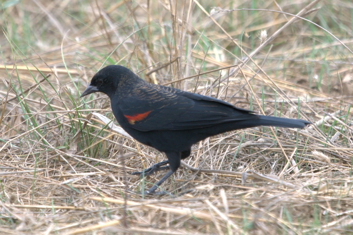 Red-winged Blackbird - Daniel Traub