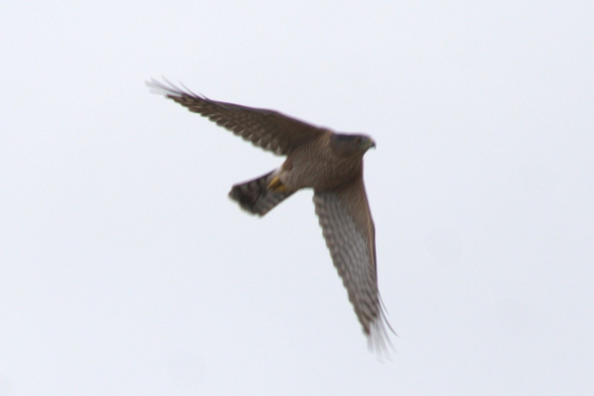 Cooper's Hawk - Daniel Traub