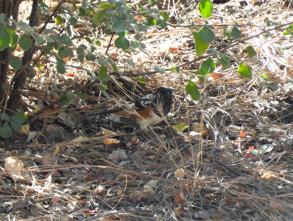 Spotted Towhee - ML610376102