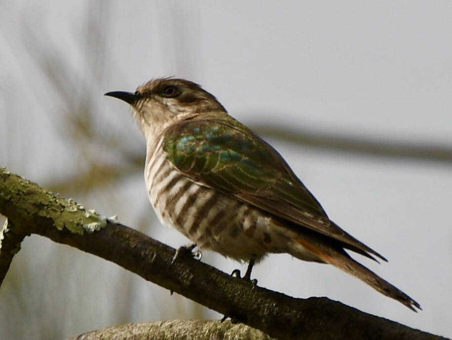 Horsfield's Bronze-Cuckoo - ML610376104