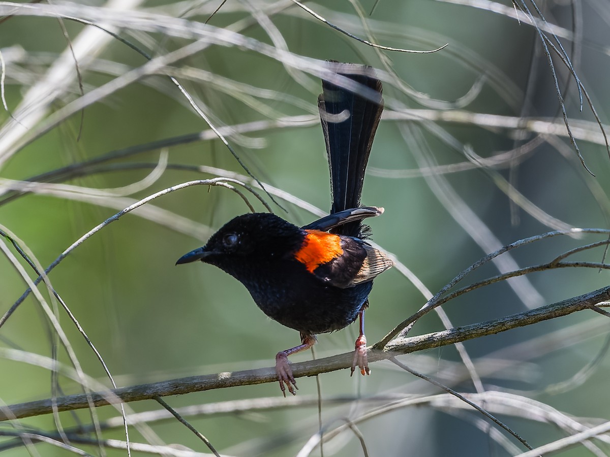 Red-backed Fairywren - ML610376137