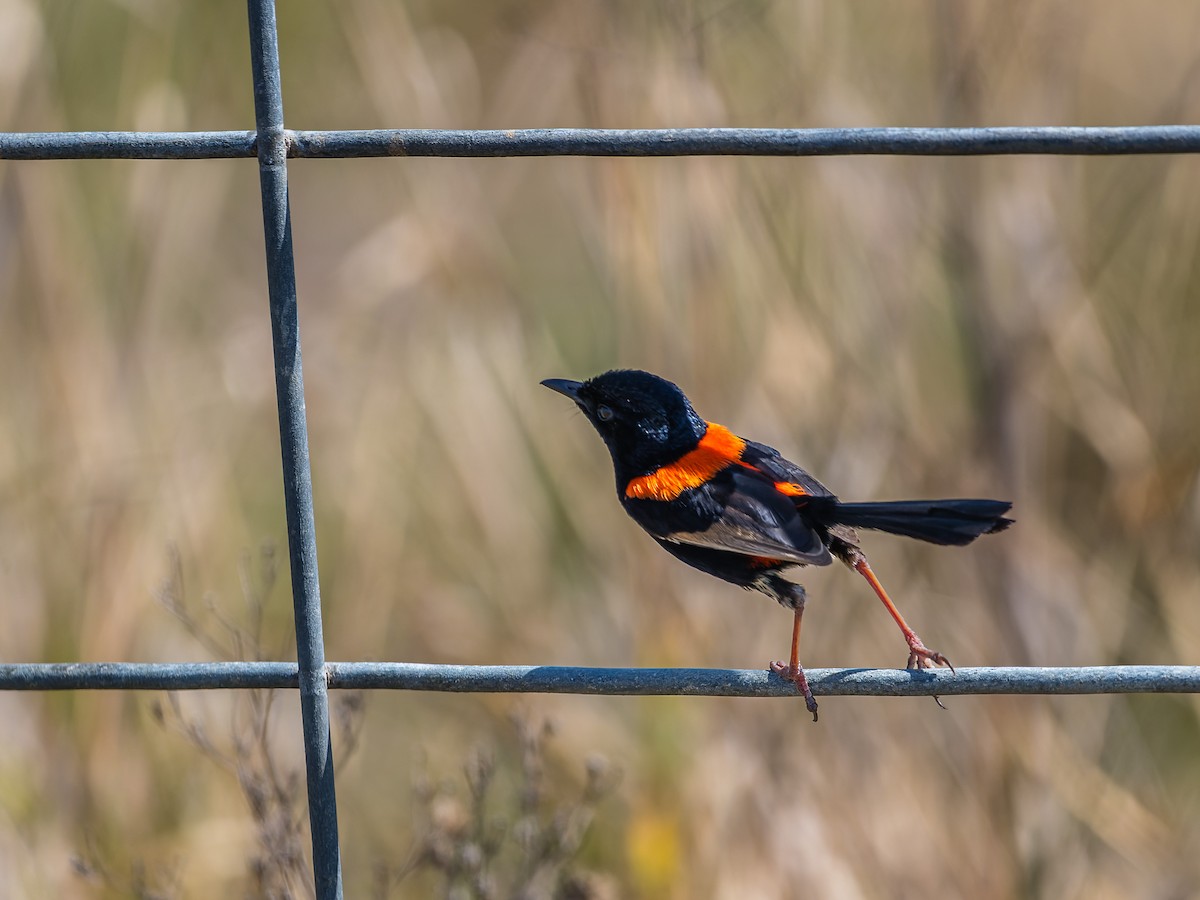 Red-backed Fairywren - ML610376138