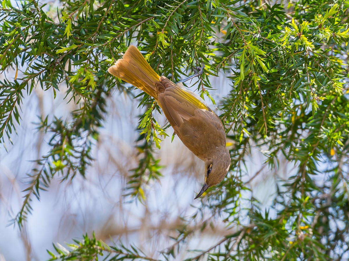 Brown Honeyeater - ML610376148