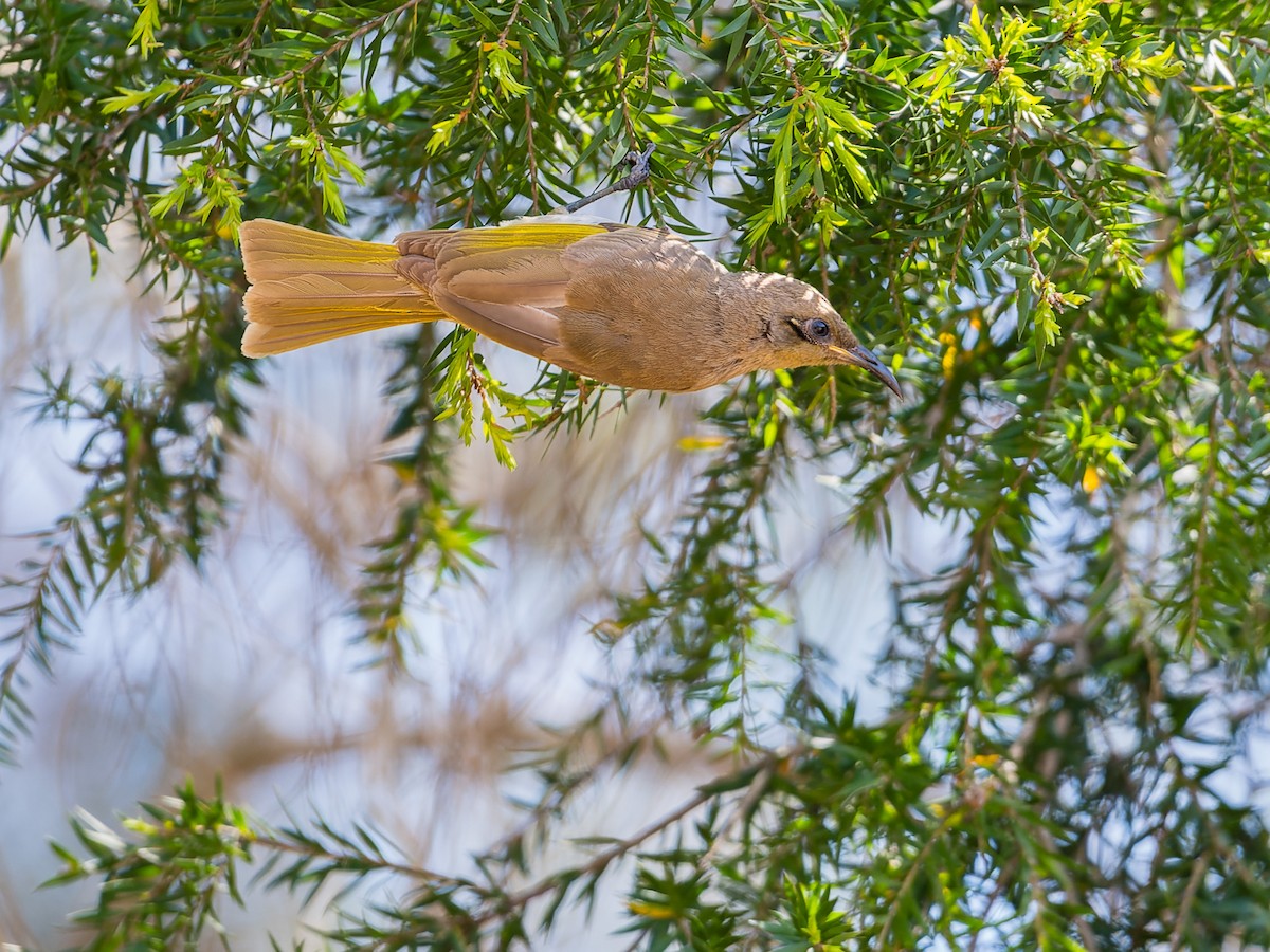 Brown Honeyeater - ML610376149