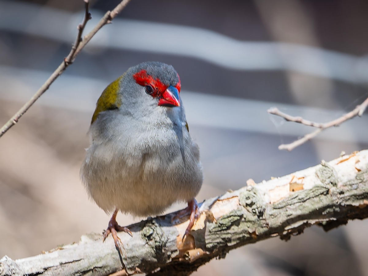 Red-browed Firetail - ML610376163