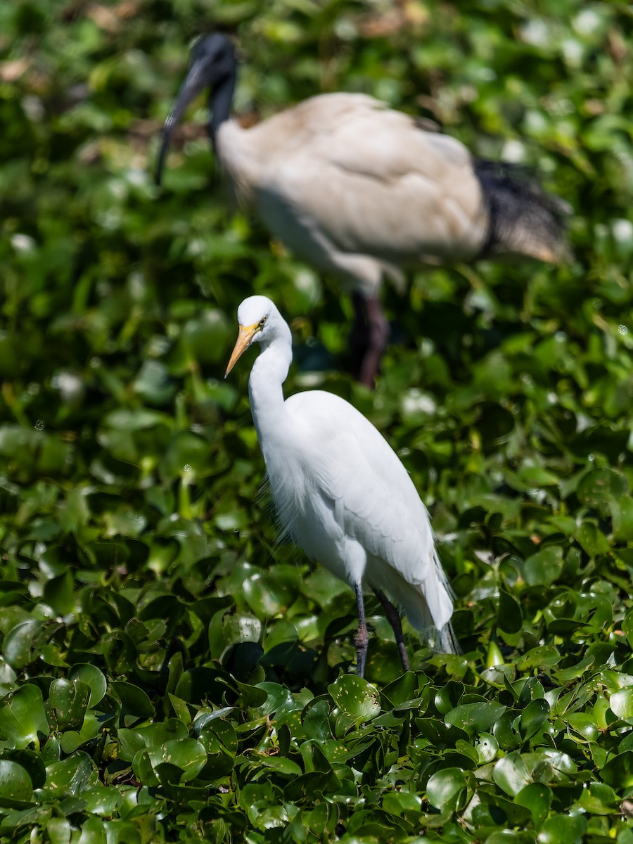 Great Egret - ML610376172