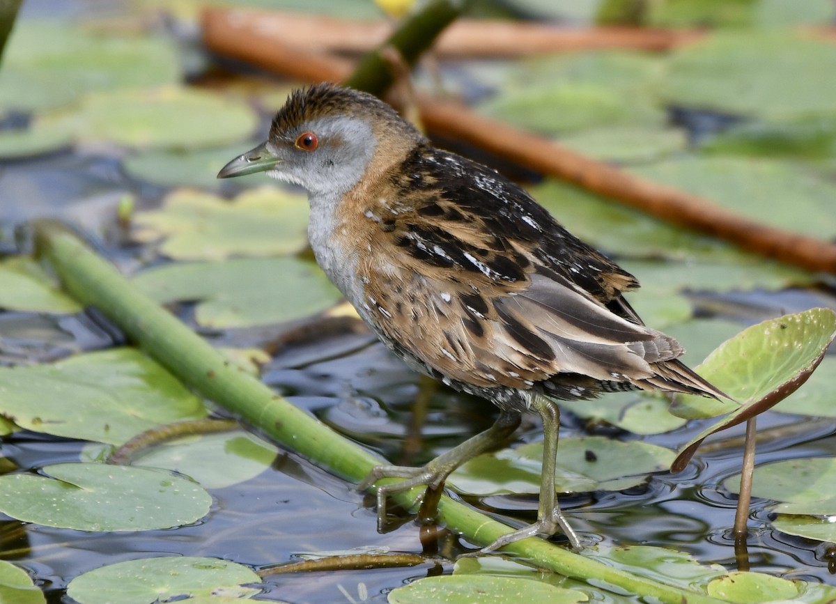 Baillon's Crake - ML610376178