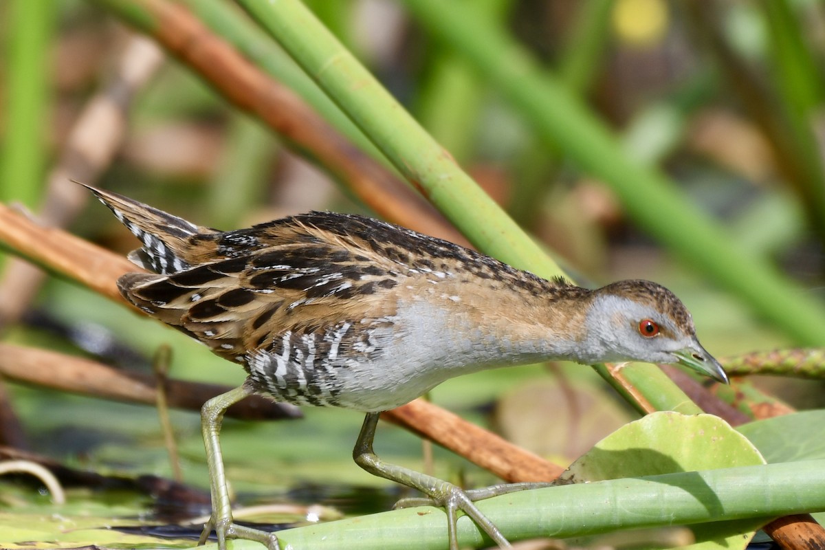 Baillon's Crake - ML610376179