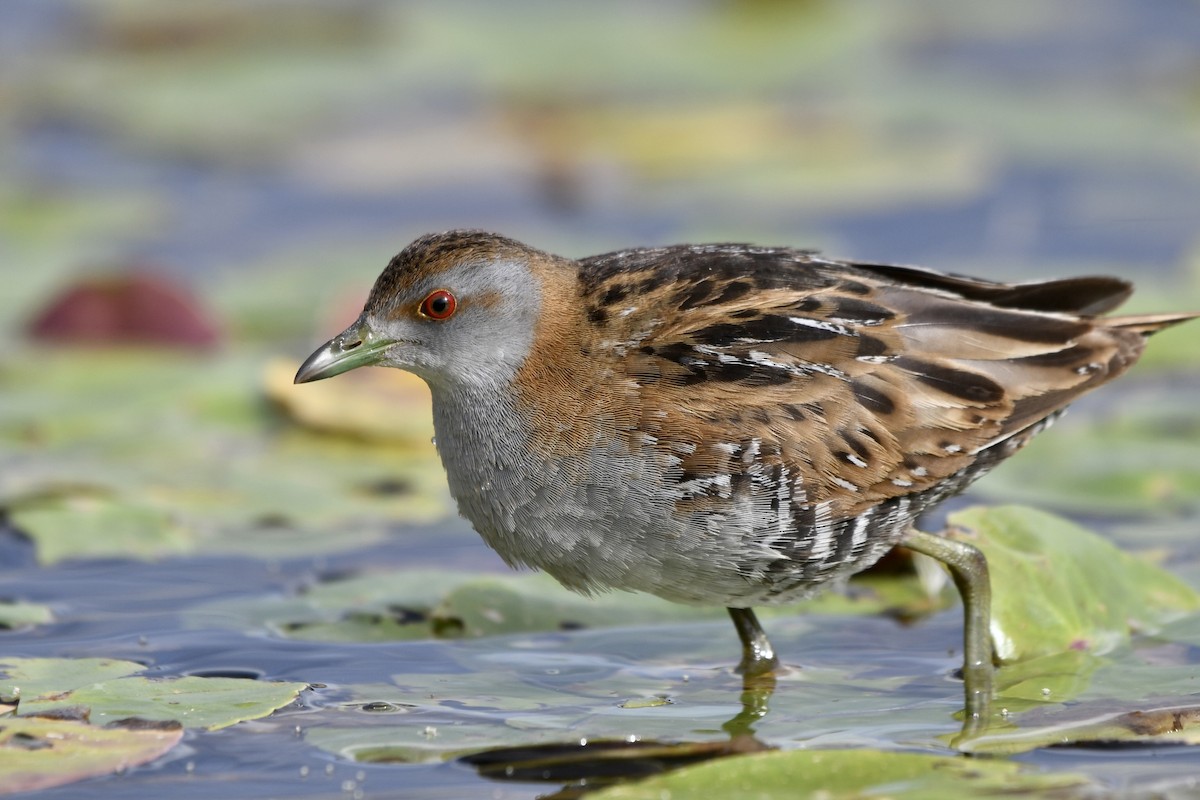 Baillon's Crake - ML610376180
