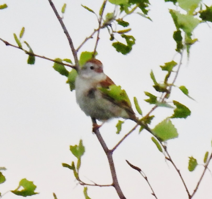 Field Sparrow - ML61037621