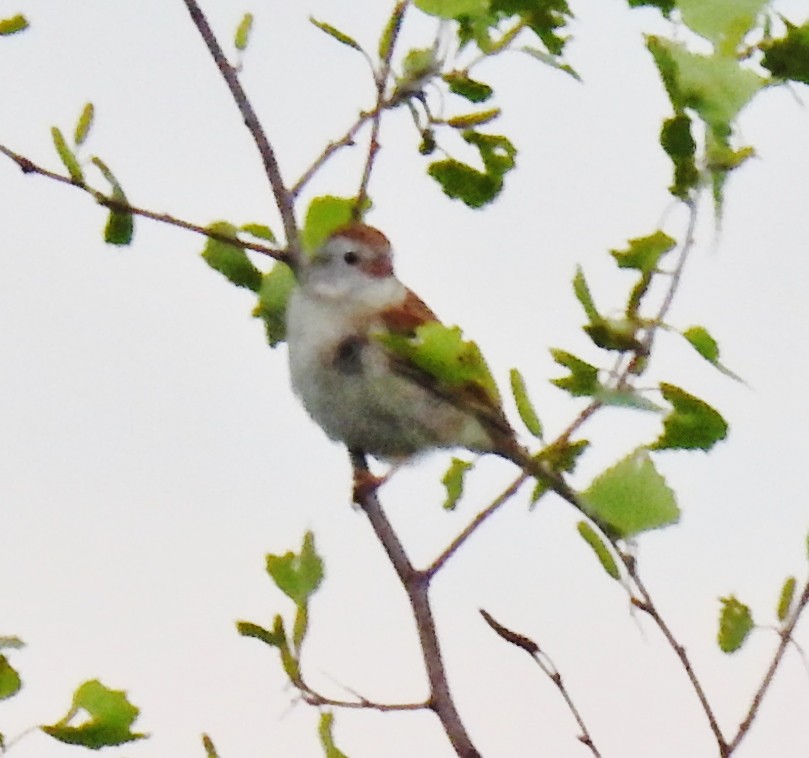 Field Sparrow - ML61037621