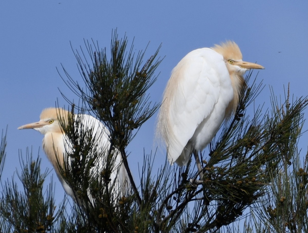 Eastern Cattle-Egret - ML610376274