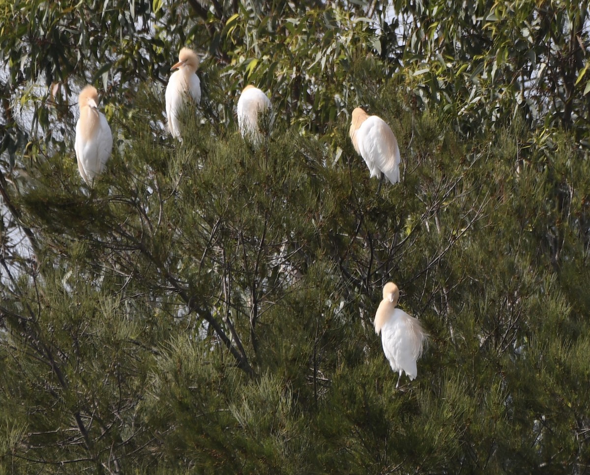 Eastern Cattle-Egret - ML610376275
