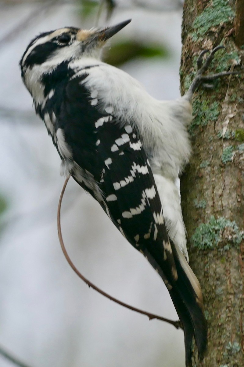 Hairy Woodpecker - Robert Huxley