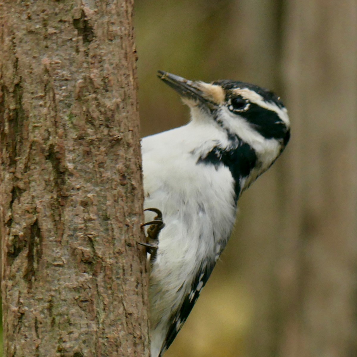 Hairy Woodpecker - Robert Huxley