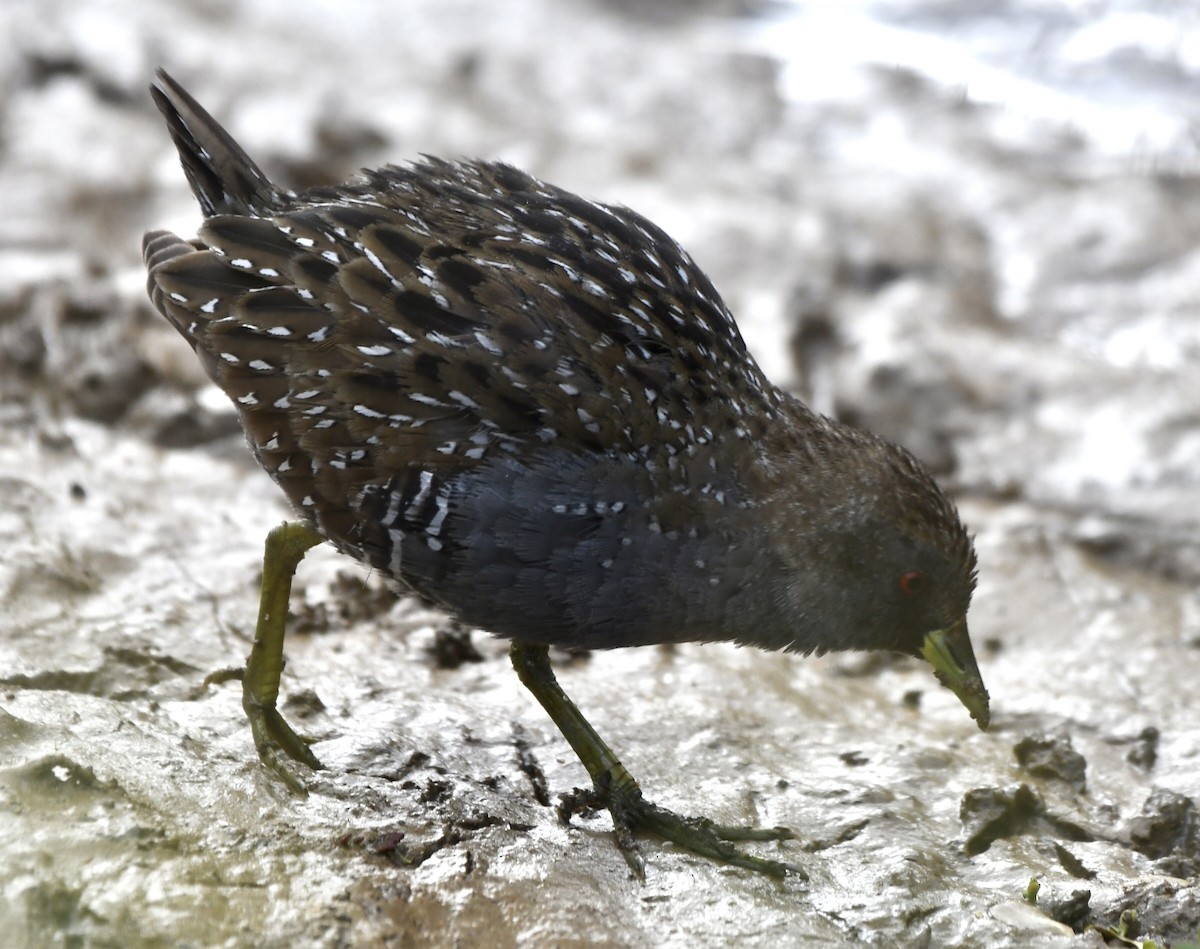 Australian Crake - ML610376292