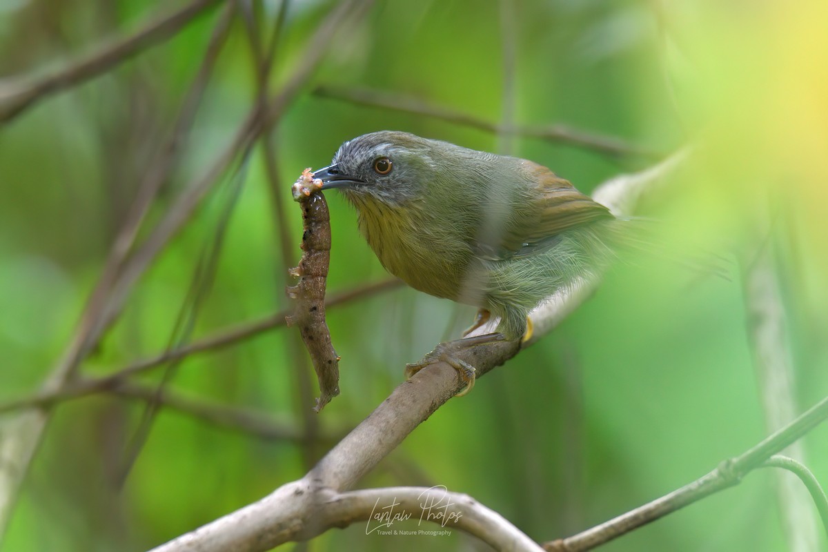 Pin-striped Tit-Babbler (Palawan) - ML610376305