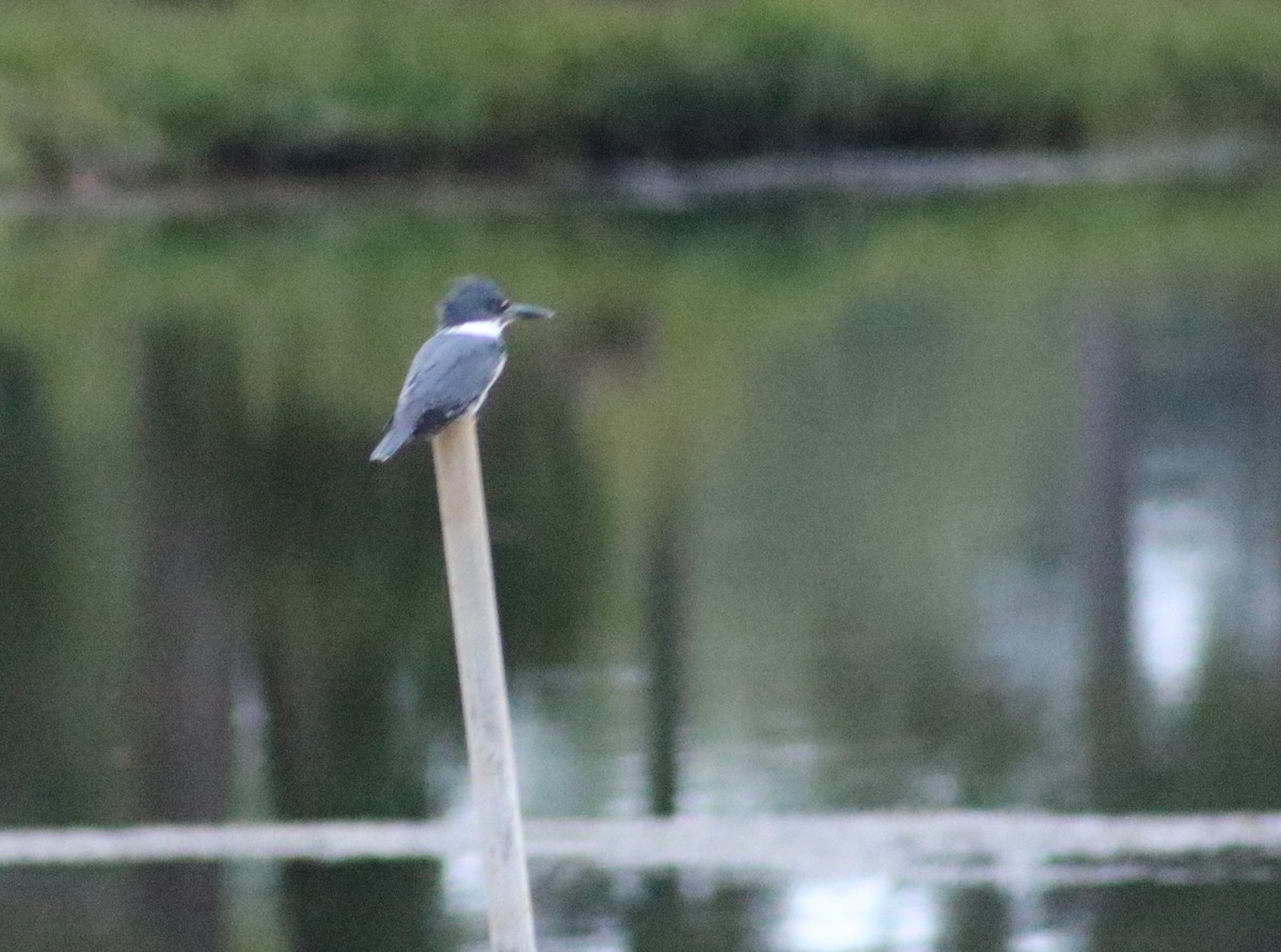 Belted Kingfisher - ML610376306