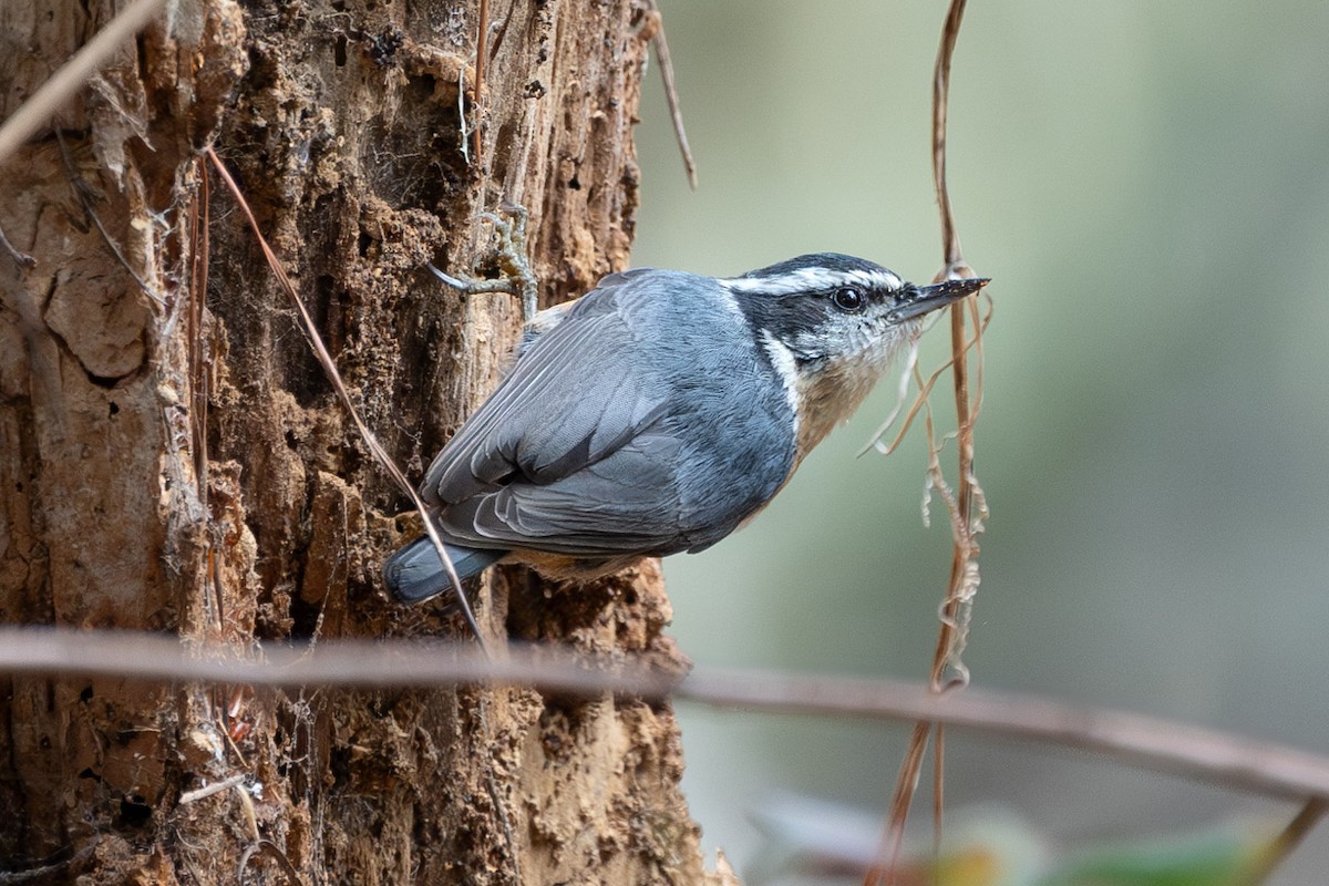 Red-breasted Nuthatch - ML610376379