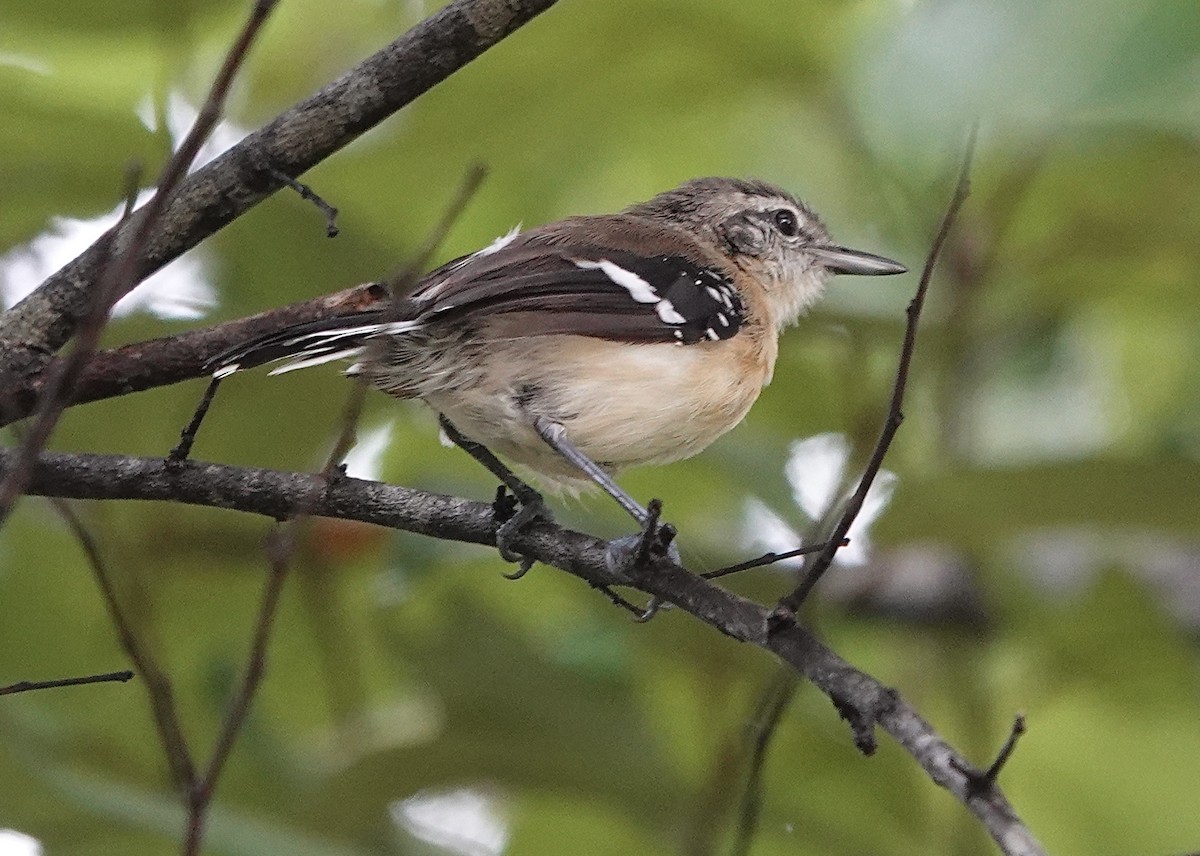 Northern White-fringed Antwren - Howard Laidlaw