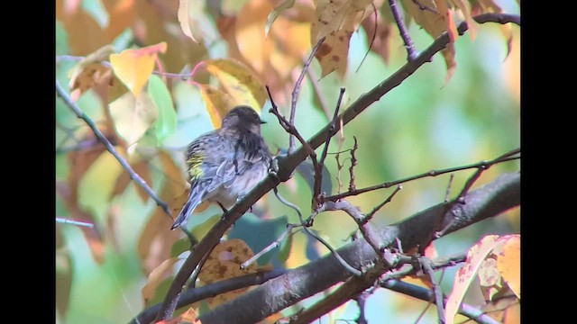 Пісняр-лісовик жовтогузий (підвид coronata) - ML610376423