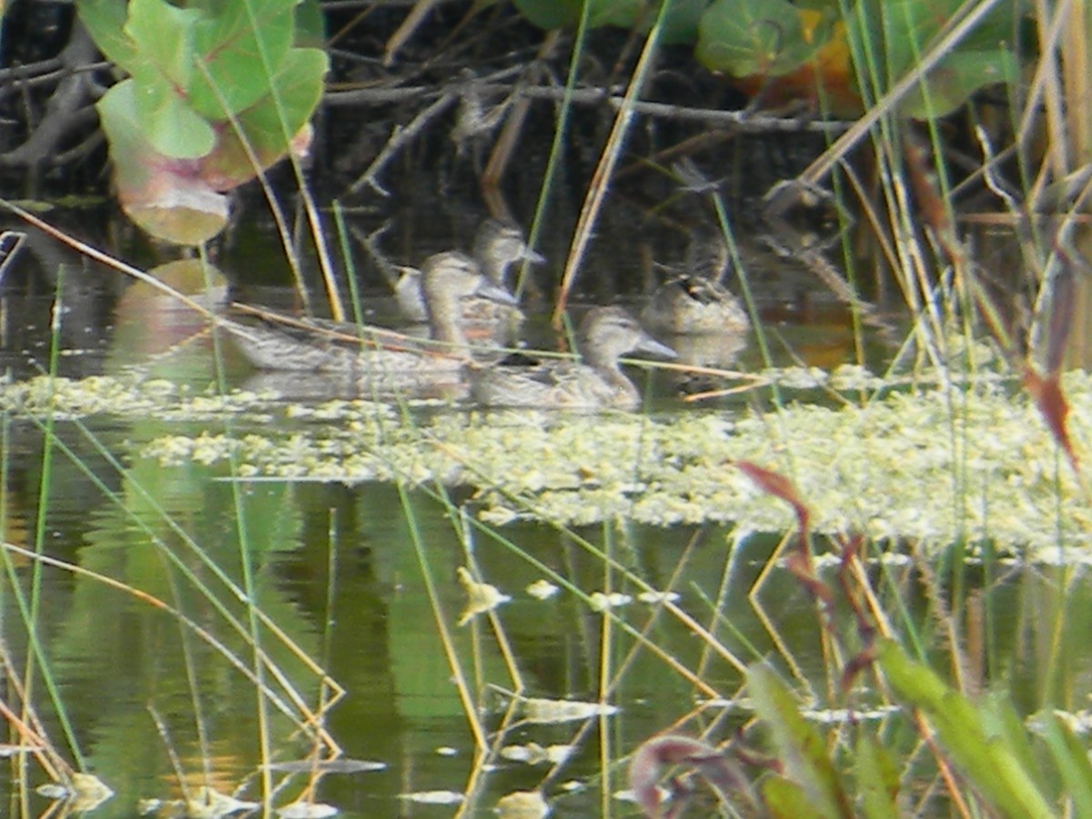 Чирянка блакитнокрила - ML610376427