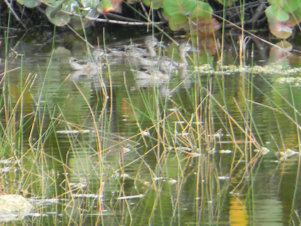 Чирянка блакитнокрила - ML610376432