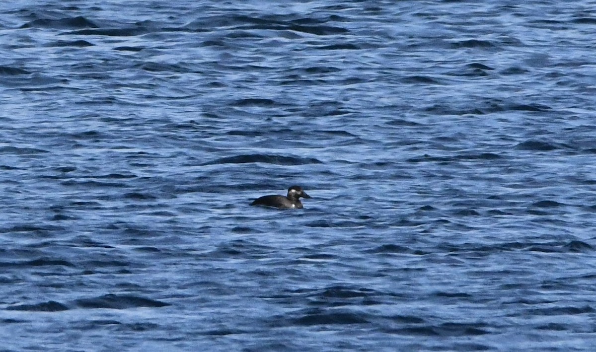 Surf Scoter - ML610376443