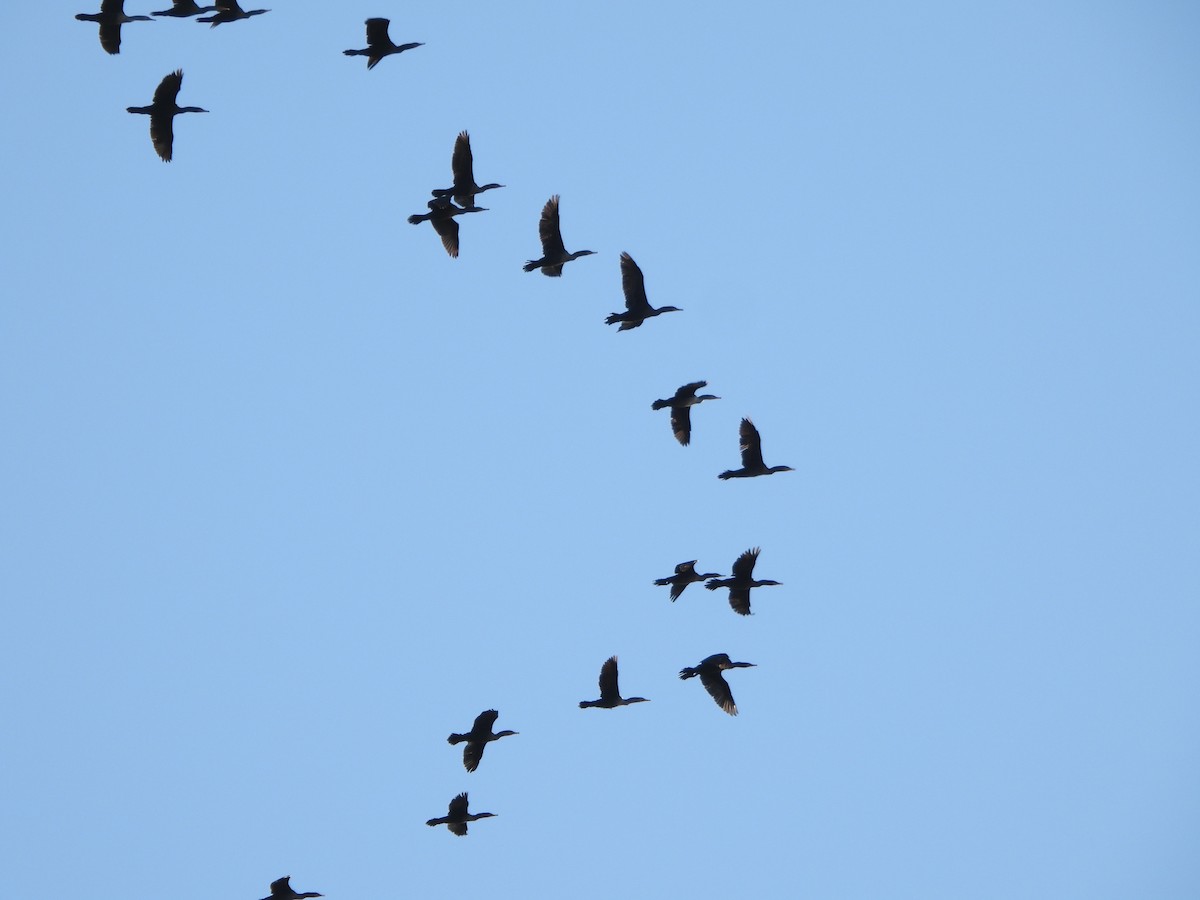 Double-crested Cormorant - ML610376447