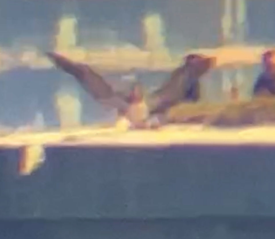 白腹鰹鳥 - ML610376448
