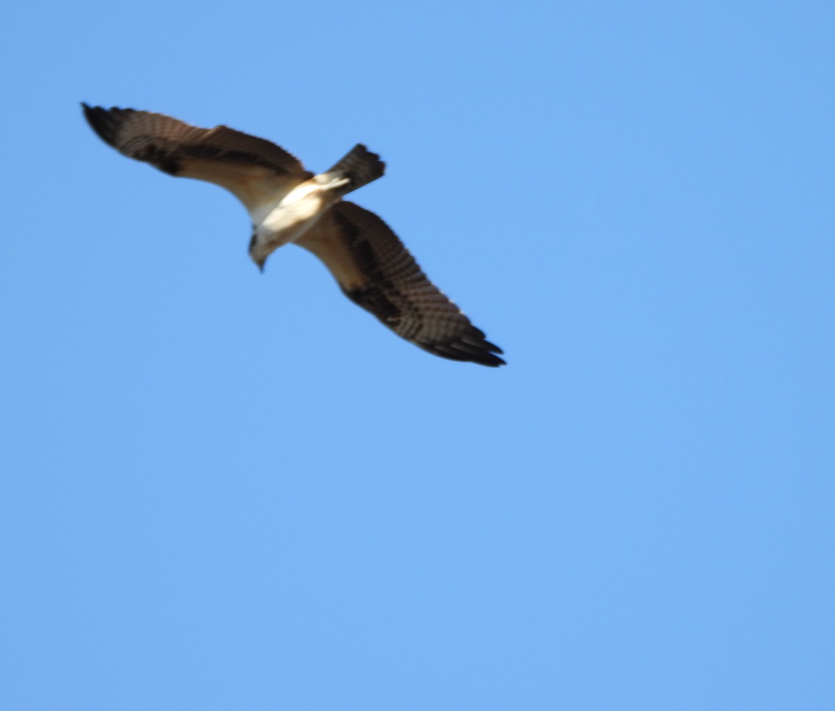 Osprey - ML610376455