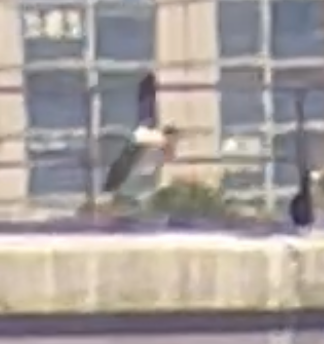白腹鰹鳥 - ML610376456