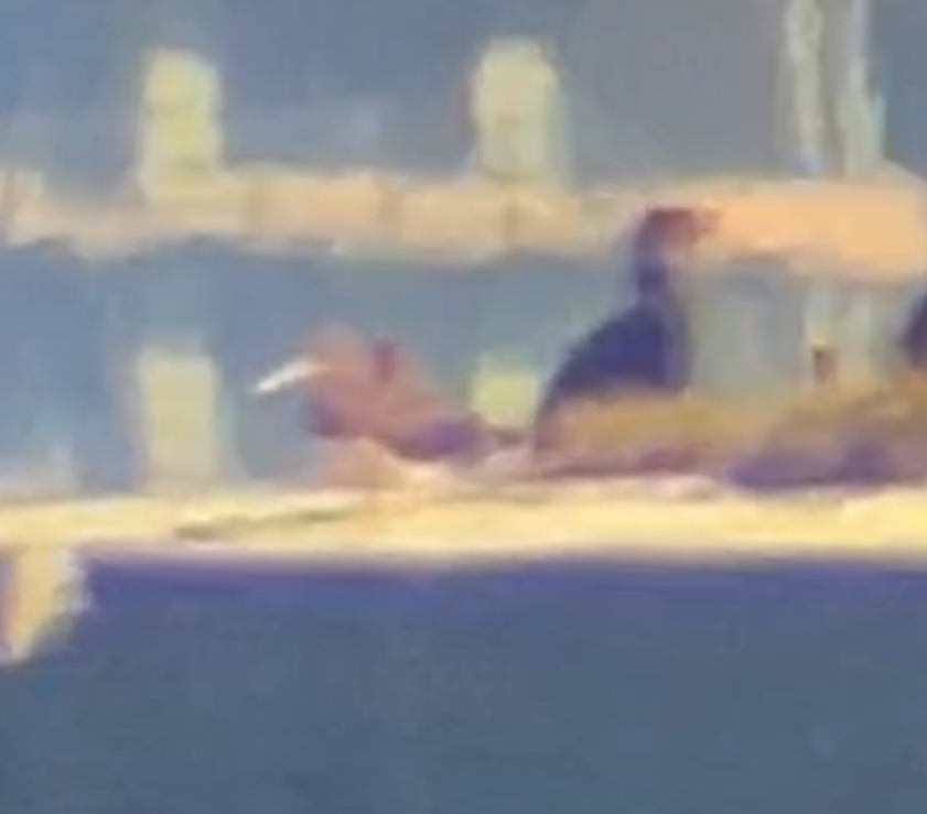 白腹鰹鳥 - ML610376457