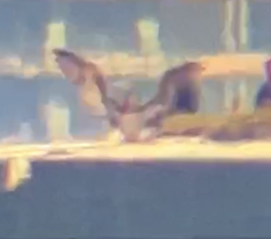 白腹鰹鳥 - ML610376458