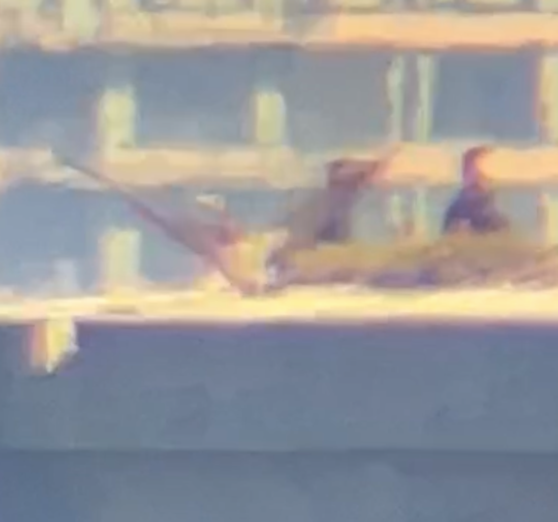 白腹鰹鳥 - ML610376459