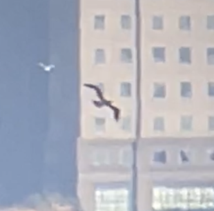 白腹鰹鳥 - ML610376460