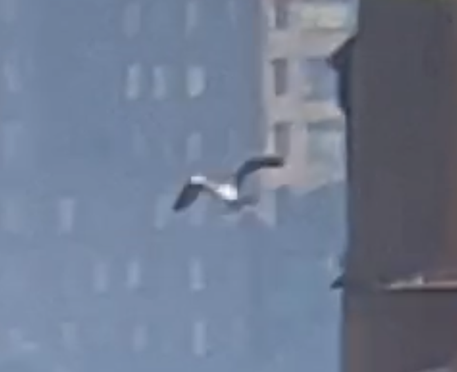 白腹鰹鳥 - ML610376463