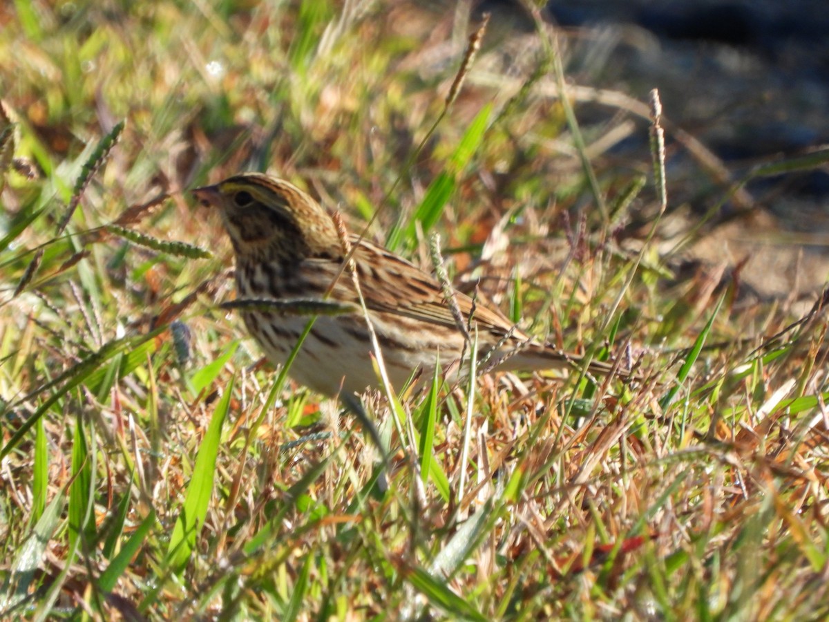 Savannah Sparrow - ML610376477